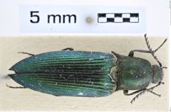 Ctenicera heyeri (Saxesen, 1838)